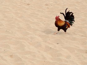 chicken-at-the-beach_6514438989_o.jpg