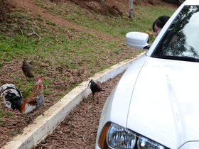 chicken-stalker_6445247053_o.jpg