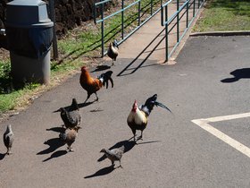 chickens-on-the-mountains_6445240815_o.jpg