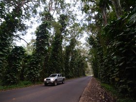 eucalyptus-tree-tunnel_6514446717_o.jpg