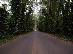eucalyptus-tree-tunnel_6514447211_o.jpg