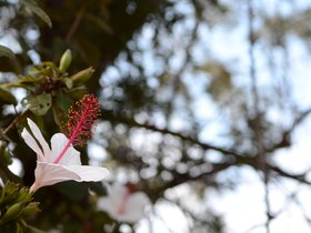 hawaiian-flower_6445245749_o.jpg