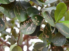 writing-on-leaves_6514445659_o.jpg
