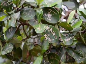 writing-on-leaves_6514446183_o.jpg