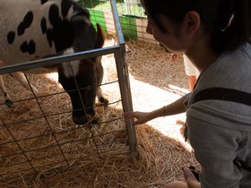 alice-and-cow_4934223288_o.jpg