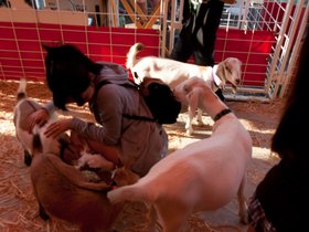 animal-pickpocketing_4933571569_o.jpg