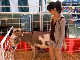 bored-donkey_4934157246_o.jpg