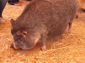 fat-hog_4933570073_o.jpg