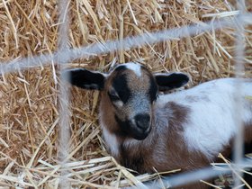 goat-at-the-fair_4933635151_o.jpg