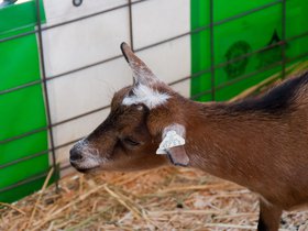 goat-at-the-fair_4934227318_o.jpg