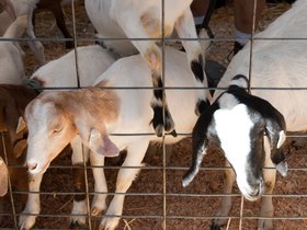 goat-pen_4934225446_o.jpg
