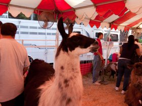 llama_4933573305_o.jpg
