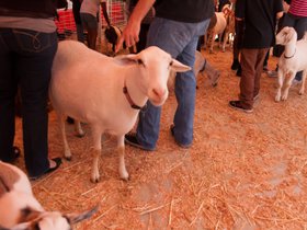 more-farm-animals_4934169172_o.jpg