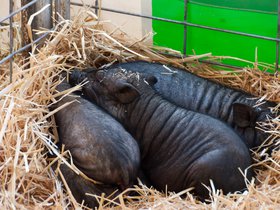 pig-nest_4933626847_o.jpg