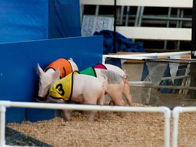 poor-pig_4933549163_o.jpg