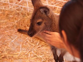 shy-wallaby_4934161888_o.jpg