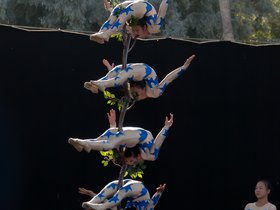 tree-acrobatics_4933581693_o.jpg