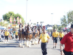 budweiser-clydesdales_4904590564_o.jpg