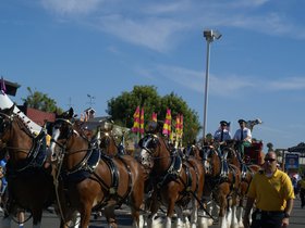 budweiser-clydesdales_4904592930_o.jpg