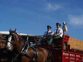 budweiser-clydesdales_4904594774_o.jpg