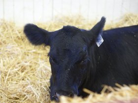 moo_4904009351_o.jpg